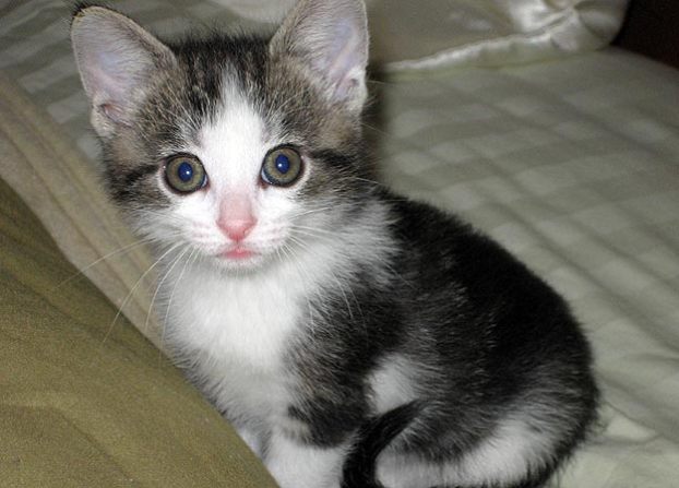 Bright Eyes: Submitted by Rolamasan "This is Clover, a tabby ... Bright Eyes: Submitted by Rolamasan "This is Clover, a tabby ...
